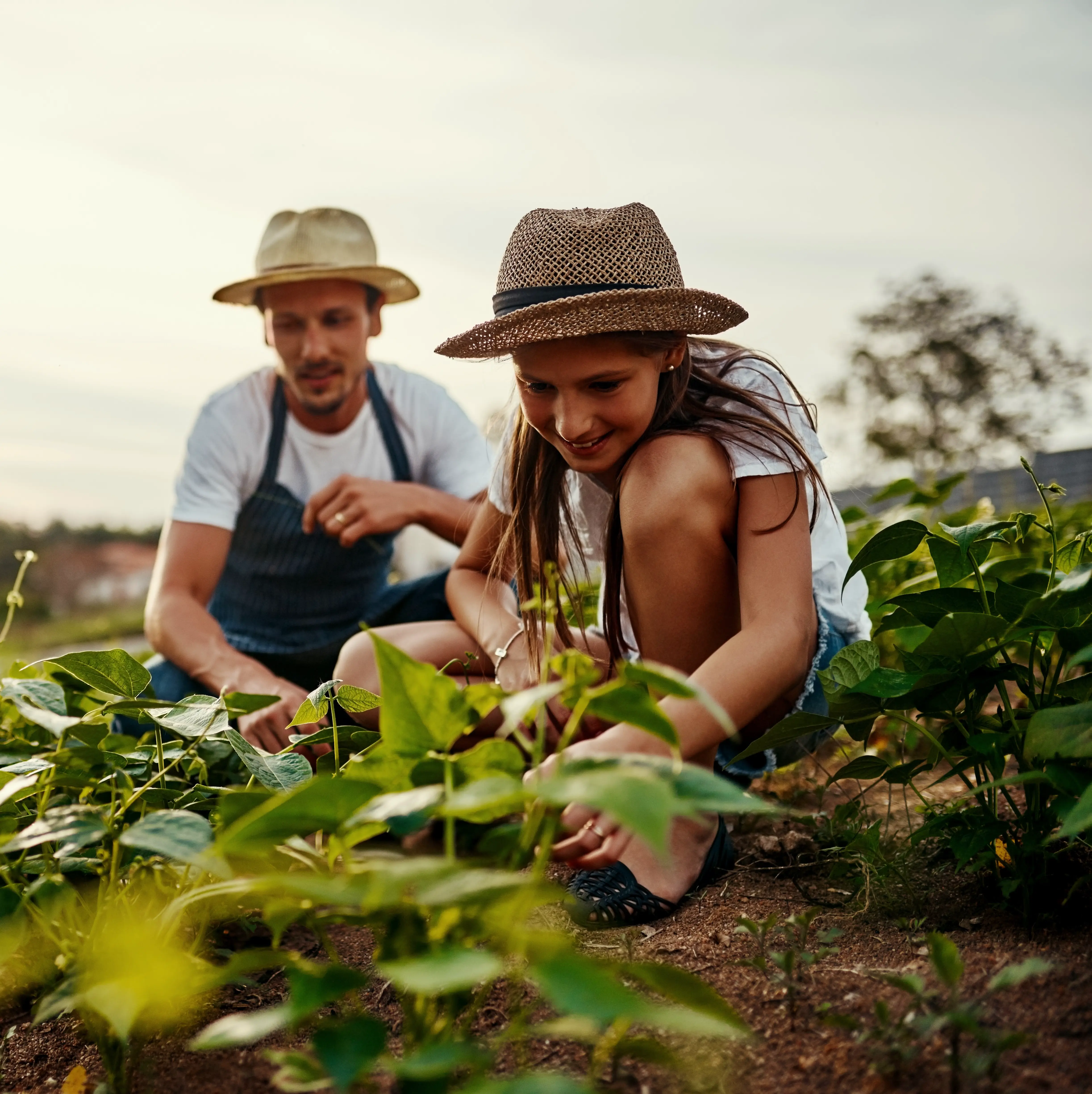 decorative canadian maple leaf 1