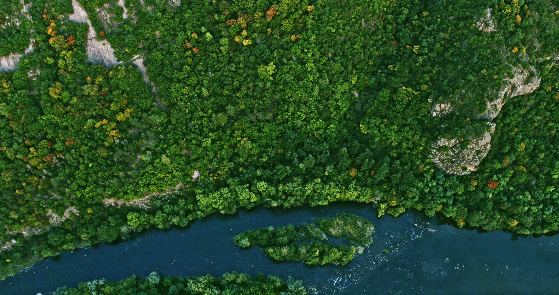 close Up Of Green Plants In Water