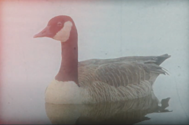 One More Reason Loon