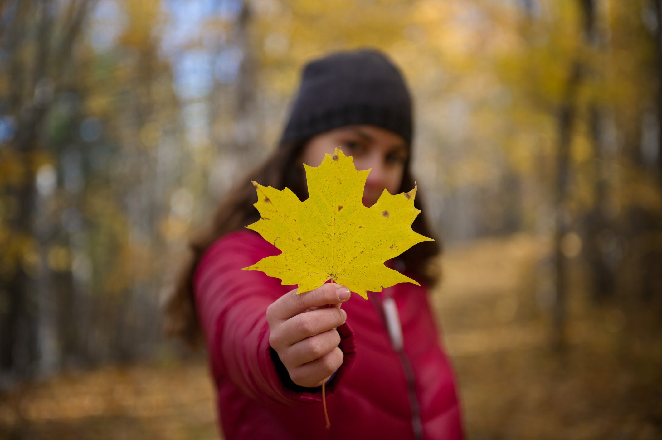 Close Up Of A Young Canadian Holding A Maple Leaf In Autumn.